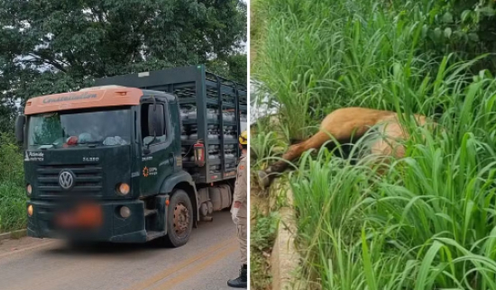 Criança morre após ser atingida por caminhão enquanto cavalgava com o pai, dizem bombeiros