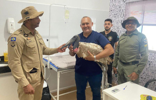 Tuiuiú resgatado pela Sema com ferimento de bala no Araguaia é devolvido à natureza