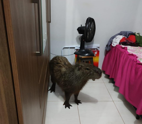 Capivara 'invade' casa, derruba moradora e é encontrada em cima da cama 