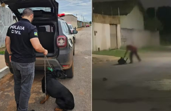 Cachorro é resgatado após ser chicoteado com corrente no meio da rua