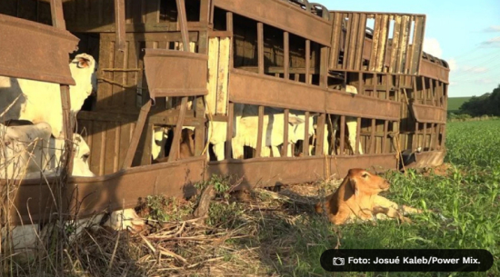 Caminhão com 100 cabeças de gado tomba em MT