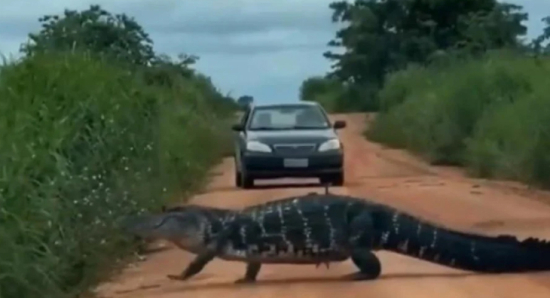 Jacaré de 4 metros aparece em estrada no Tocantins