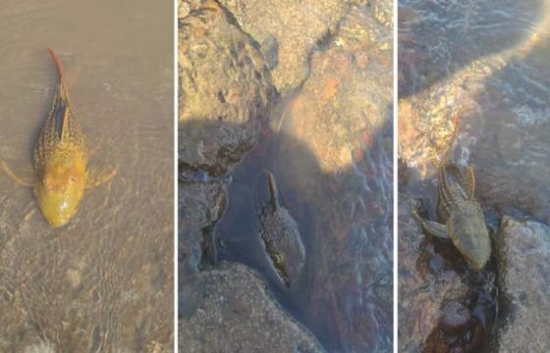 Ministério Público de Goiás apura mortes de peixes em afluente do Rio Araguaia