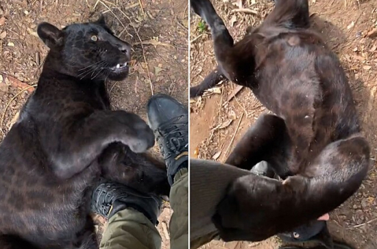 Onça-preta deita nos pés de jovem e vídeo impressiona telespectadores