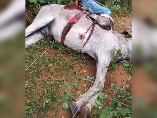 Homem e jumento morrem eletrocutados, após animal pisar em fio que estava no chão