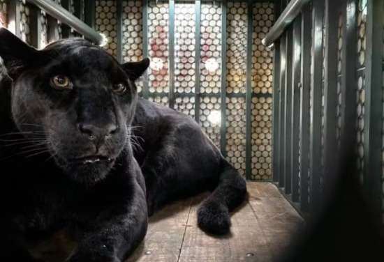 'Pantera negra' trazida para Goiás para tentar reprodução embarca em avião para Zoo de Curitiba