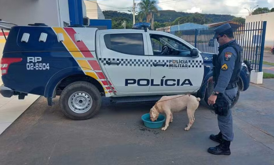Idoso é preso após dirigir com cão amarrado na traseira de caminhonete em MT