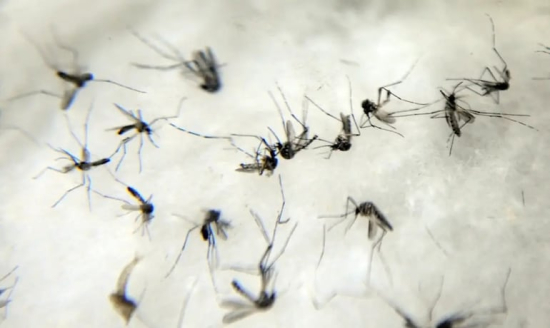 Primeira semana de abril registra 70% das mortes por dengue do mesmo mês do último ano