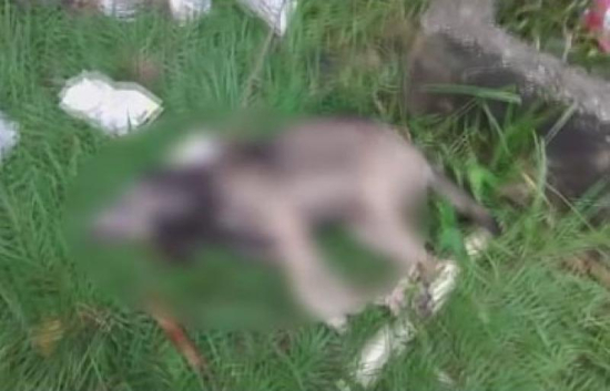  Moradores de chácaras na encosta da Serra Azul relatam aparições de onça 
