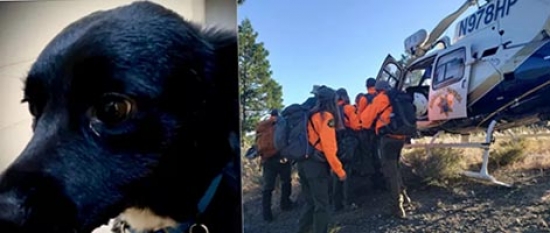 Cão leva equipe de resgate e salva homem após queda de 20 metros em parque nos EUA