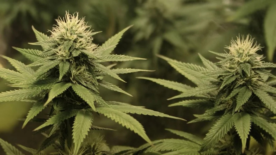 Em resposta ao STF, Senado aprova a PEC que criminaliza porte e posse de droga