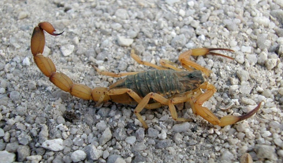 Secretaria Municipal de Saúde divulga alerta sobre aumento de acidentes por animais peçonhentos 