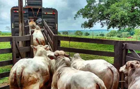 Justiça mantém decisão de empresa que demitiu funcionário flagrado 'brincando' e mutilando animais em frigorífico 