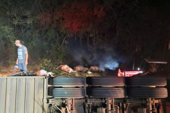 Carreta tomba com 50 cabeças de gado na BR-070; 14 animais morreram