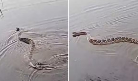 Biólogo se surpreende ao encontrar cascavel nadando em represa de Goiás