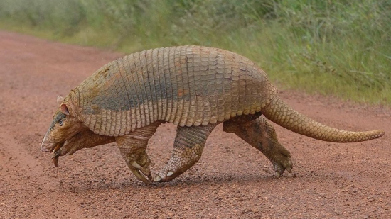 Fotógrafo descreve fascínio ao registrar o maior Tatu do mundo 