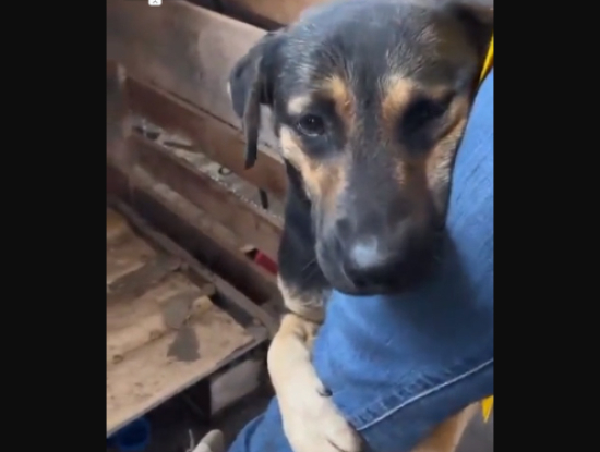 Cão abraça perna de voluntária após ser resgatado em Rio Grande do Sul