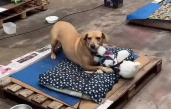 Cães influenciadores de MS arrecadam R$ 50 mil para animais vítimas das enchentes no RS