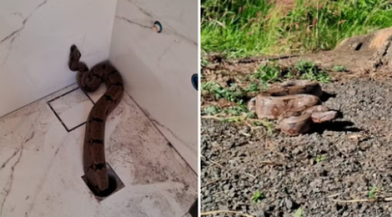 Jiboia sai do ralo de banheiro de casa em cidade de Goiás