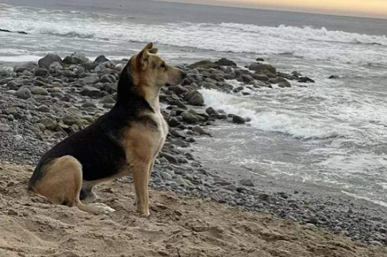 Cão vai todos os dias para a praia esperar tutor que morreu no mar