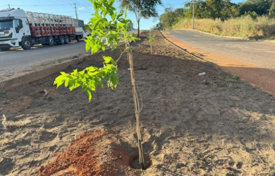 Plantio de ipês é iniciado em avenida de Barra do Garças no Dia Mundial do Meio Ambiente