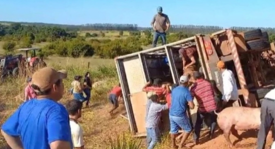 caminhão carregado com porcos é saqueado após tombar em estrada de MT