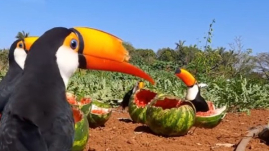 Tucanos são filmados comendo melancias no quintal de moradora em Nossa Senhora do Livramento