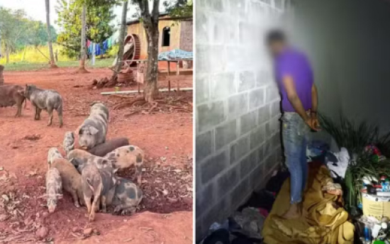 Homem é preso suspeito de envolvimento em morte de caseiro que foi devorado por porcos em fazenda