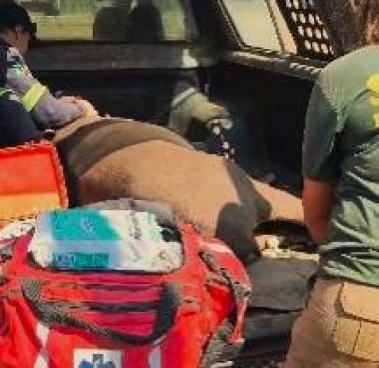 Sema auxilia ICMBio no resgate a anta queimada em reserva particular