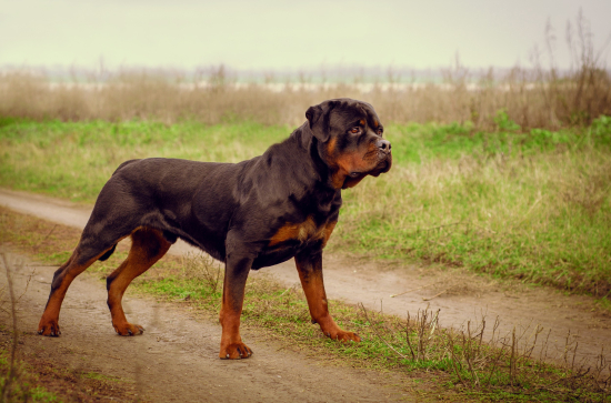 Homem de 42 anos morre após ser atacado por Rottweiler 