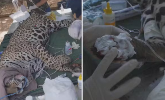 Onça que teve patas queimadas em incêndio no Pantanal passa por tratamento em Goiás