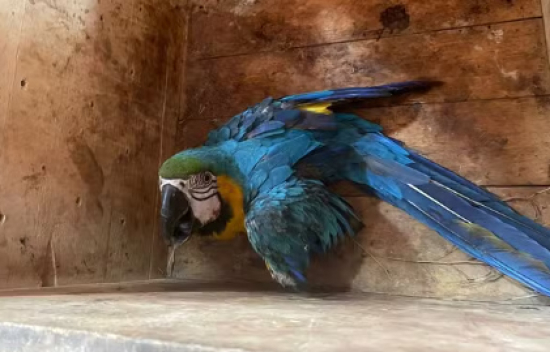 Arara-canindé é resgatada após ser atropelada por caminhão em rodovia de MT