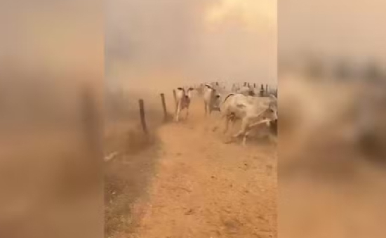Bovinos fogem de chamas em fazenda atingida por incêndio