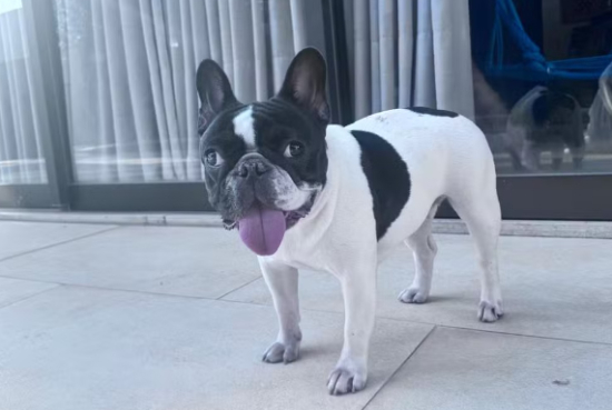 Cadela morre após tomar banho em pet shop e tutor denuncia suposto maus-tratos