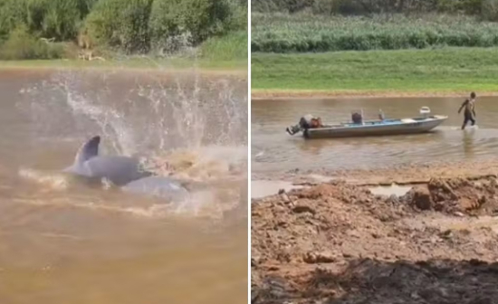 Crescimento de bancos de areia e botos encalhados: lago quase seco preocupa moradores de cidade turística 
