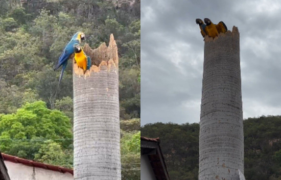 Família de araras-canindé encanta moradores de Barra do Garças em ninho feito em palmeira