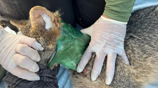 C achorro do mato é resgatado com garrafa pet presa em pescoço