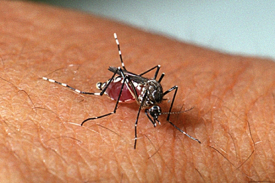 MT registra 36 óbitos por dengue e 11 por chikungunya entre janeiro e começo de novembro
