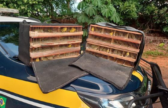 Dois homens são presos por transporte ilegal de pássaros silvestres em Barra do Garças