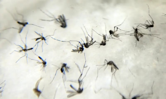 Dengue atinge recordes em 2024: mais de 6,6 milhões de casos e 5,987 mortes no Brasil
