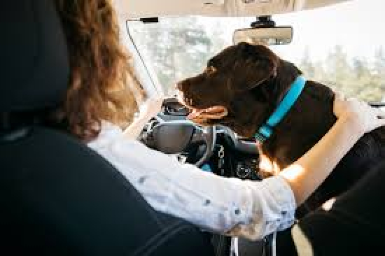  Transporte de pets no carro: cuidados essenciais para evitar multas e garantir segurança