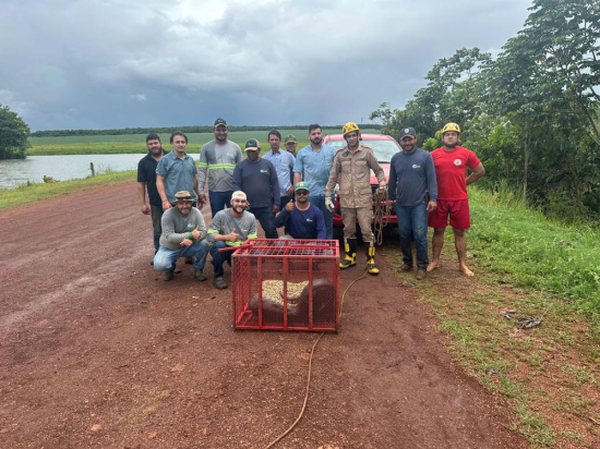Bombeiros resgatam sucuri de cinco metros em fazenda de Canarana (MT)