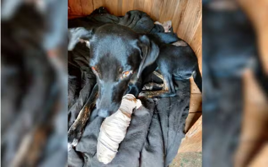 Homem é preso suspeito de atropelar propositalmente cachorros