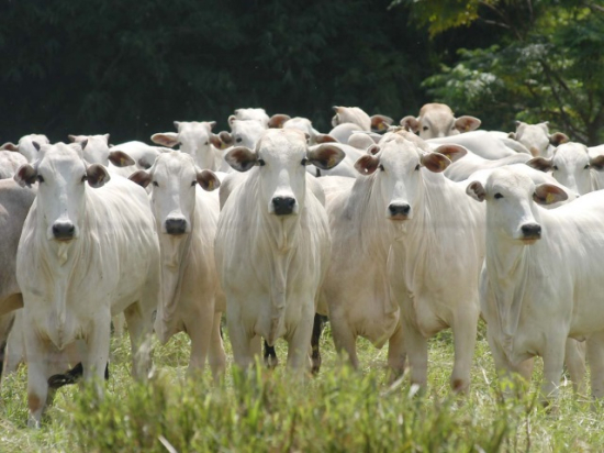 Sebrae/MT e TNC abrem novas vagas para adesão à projeto gratuito de assessoria em boas práticas na pecuária, inscrições vão até final do mês