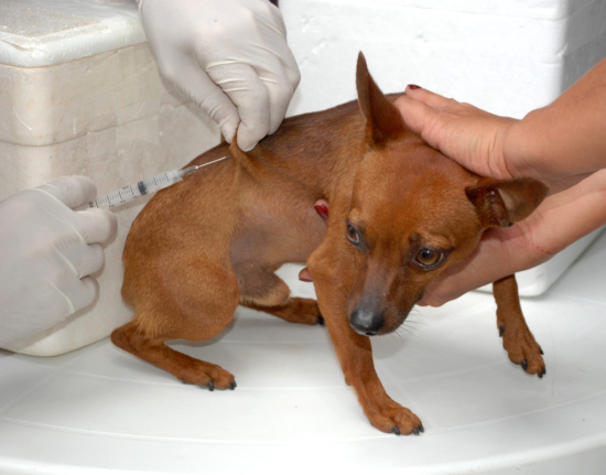 Prefeitura de Barra do Garças disponibiliza vacina antirrábica para cães e gatos, por agendamento