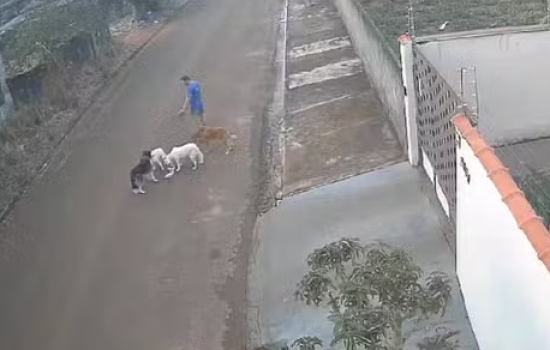 Tutor de cães é preso após ataque fatal a gato