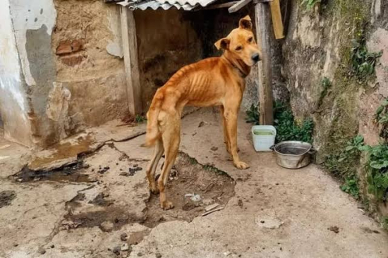 Quem abandona ou pratica maus-tratos a animais domésticos pode pegar até 5 anos de prisão