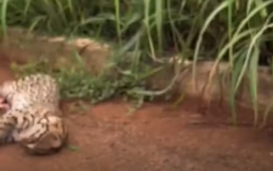 Filhote de onça-pintada é encontrado morto às margens da MT-370