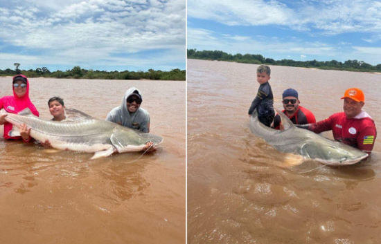 Grupo pesca piraíba gigante de 2,20m no Rio Araguaia; veja vídeo