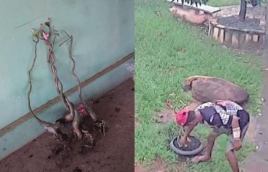 Homem é preso por furtar rosas-do-deserto em Aragarças